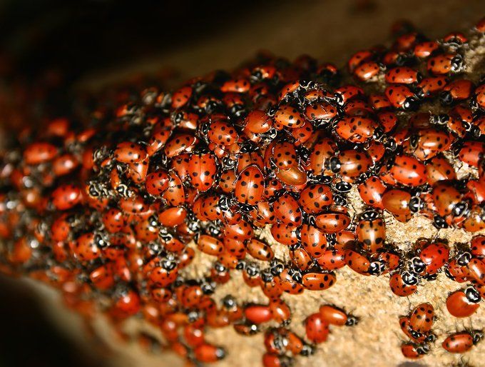 Beetles — Onalaska, WI — Precise Pest Control LLC