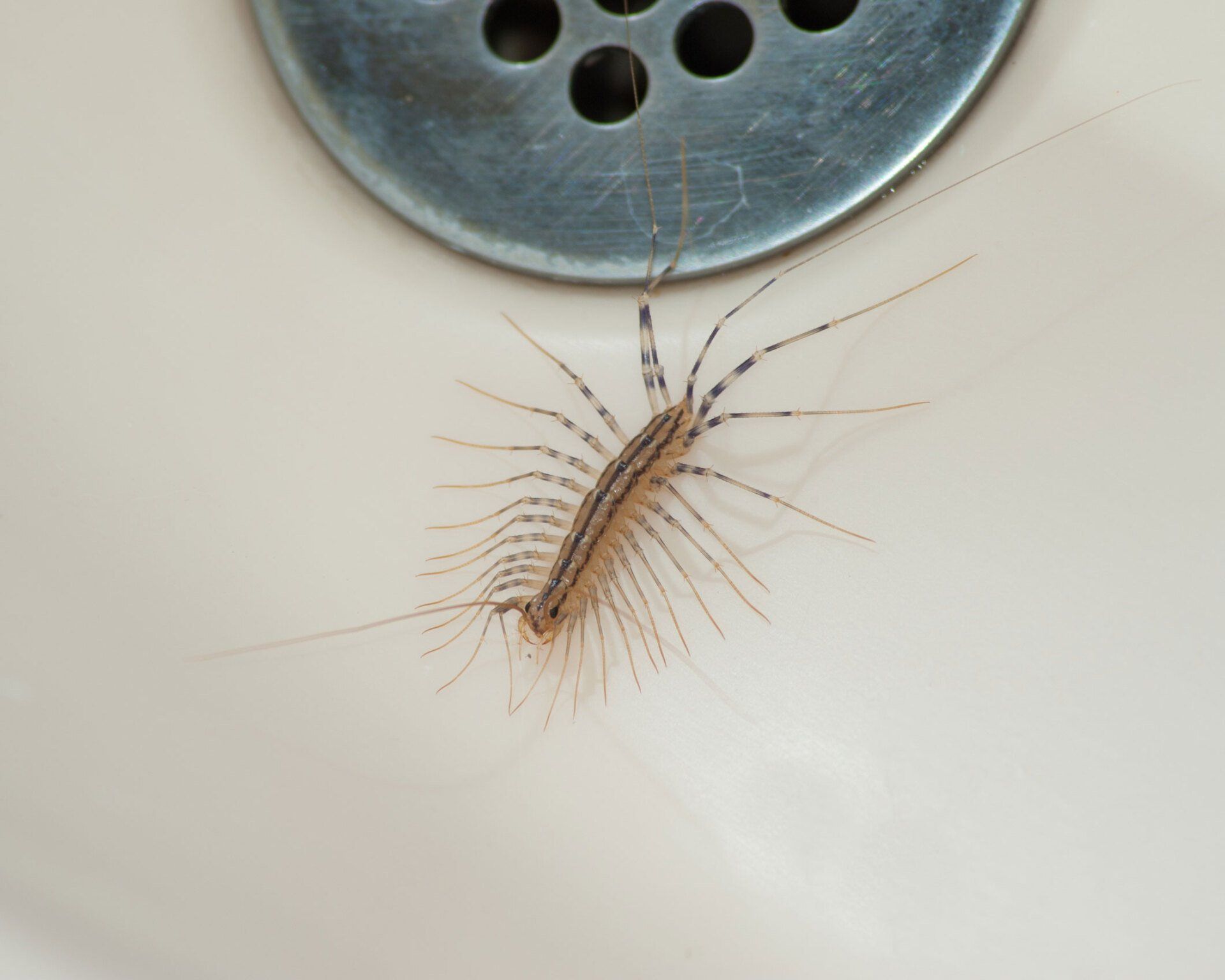 Centipedes — Onalaska, WI — Precise Pest Control LLC