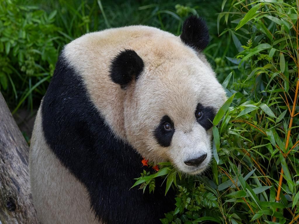 A panda bear is eating leaves from a tree.