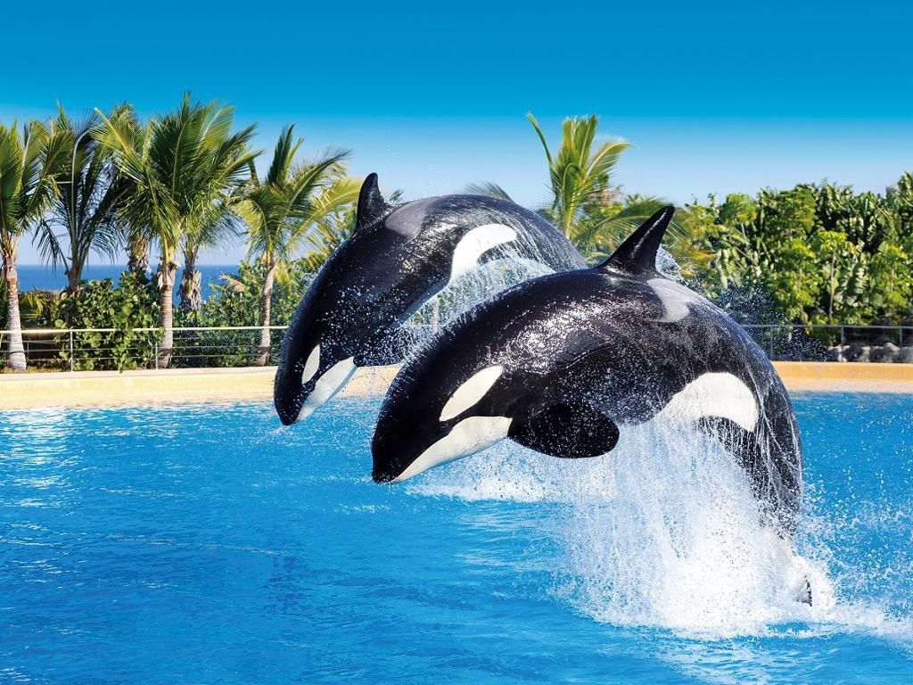 Two killer whales are jumping out of the water