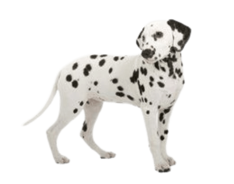 dalmatian