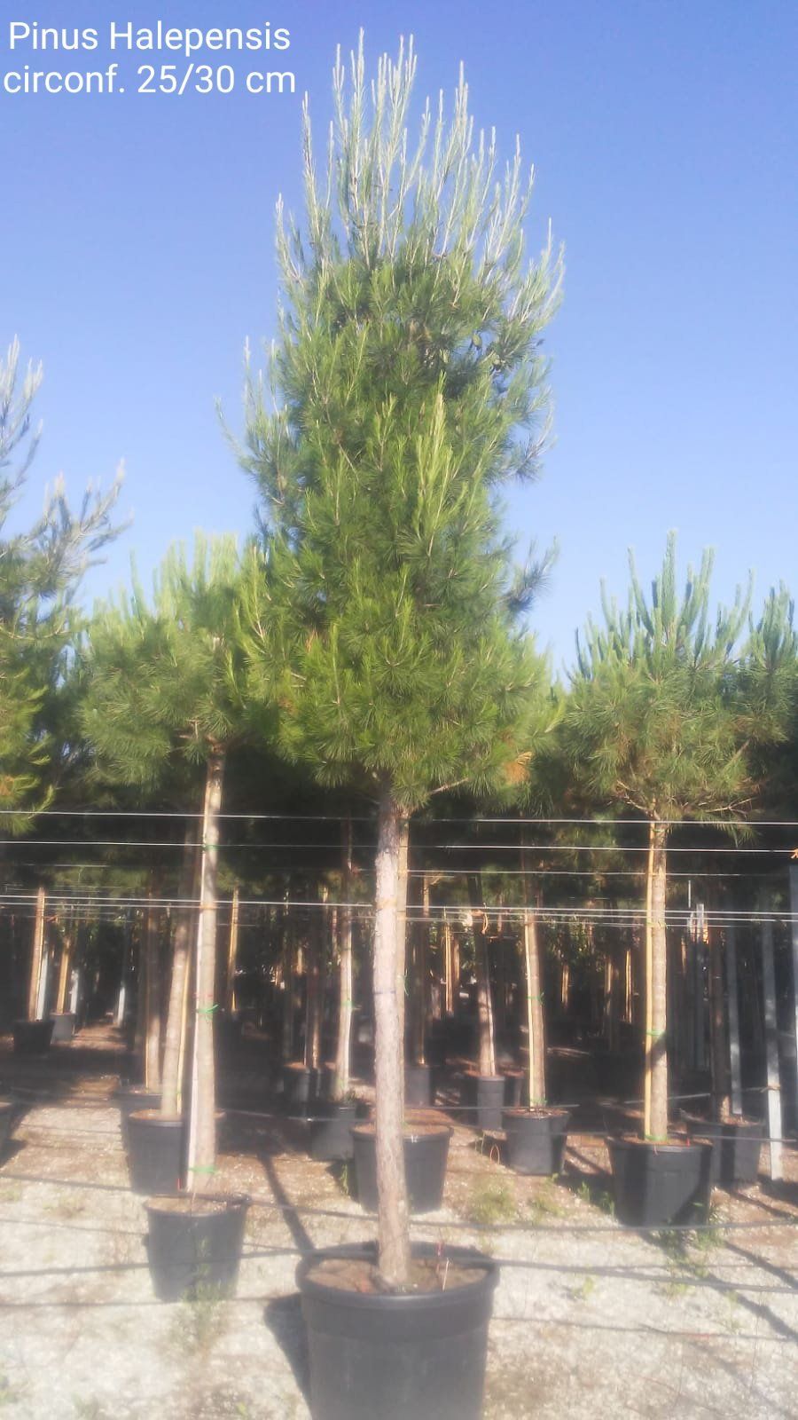 alberi da frutto