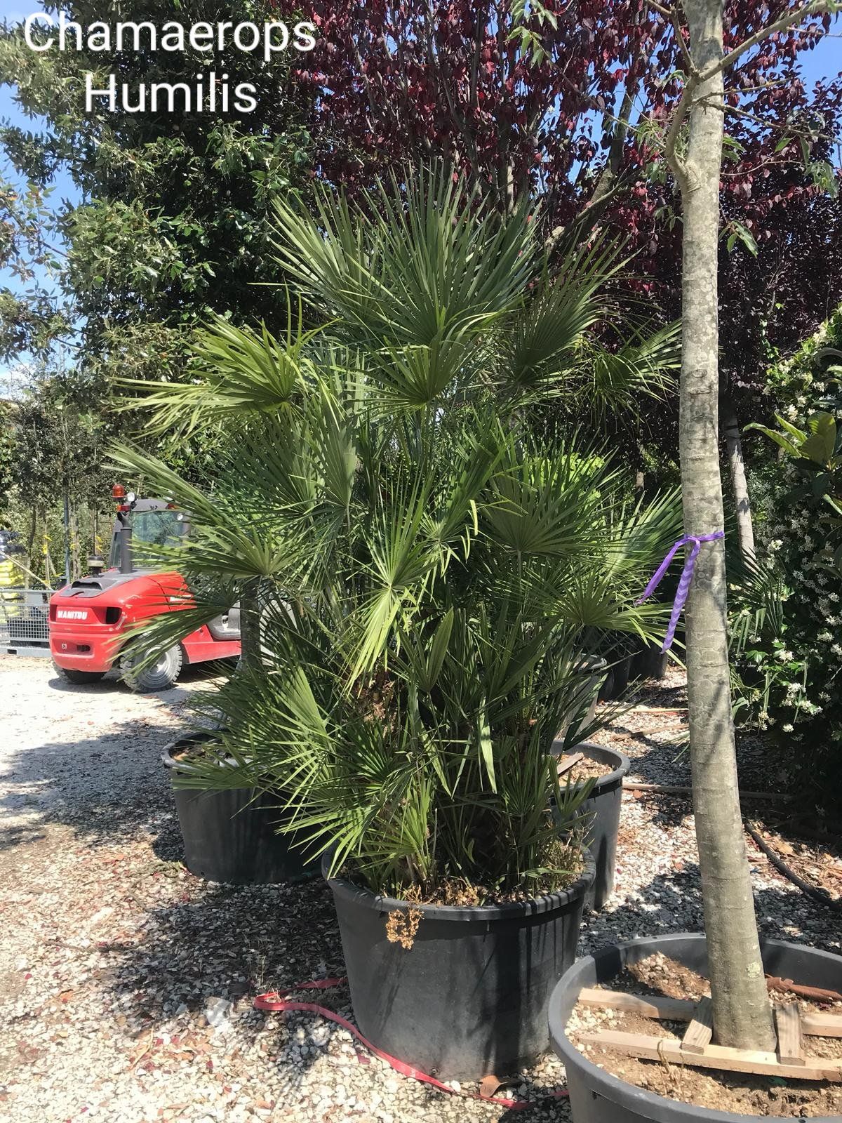 alberi da frutto