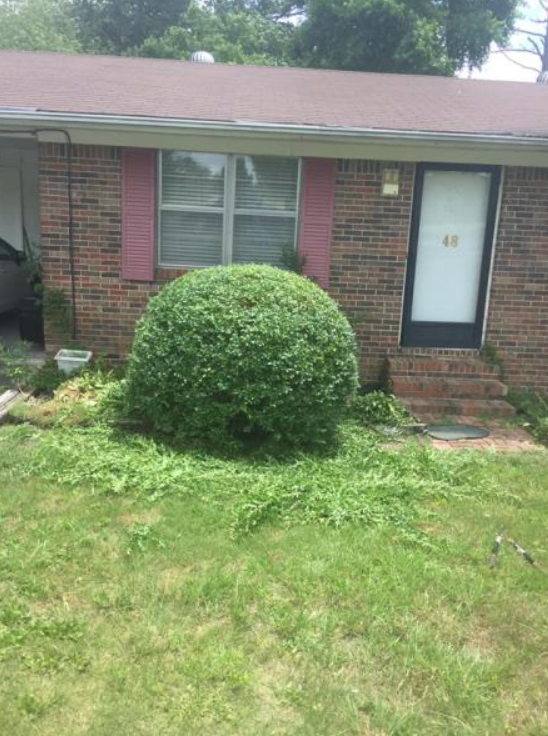shrub pruning
