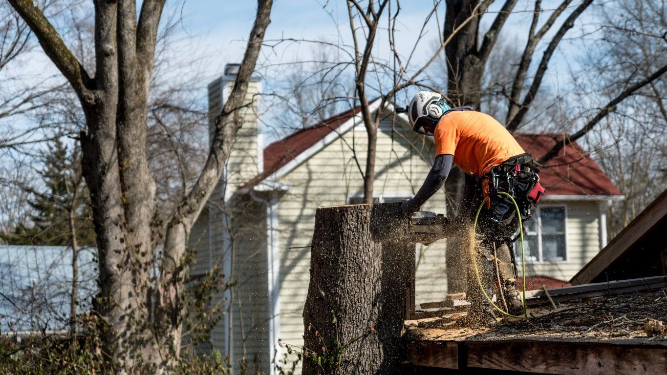 An image of Tree Removal in Winter Haven FL