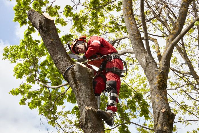 Arborist in red suit cutting tree branches with a chainsaw.