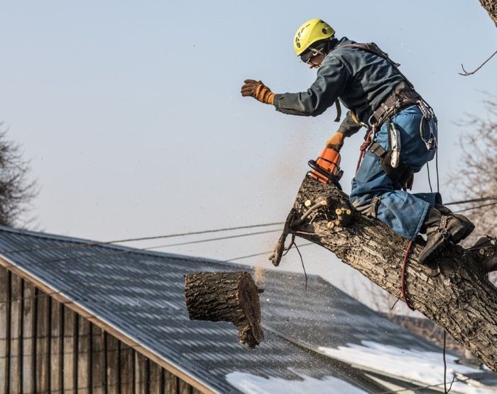 An image of Tree Service Company in Winter Haven FL