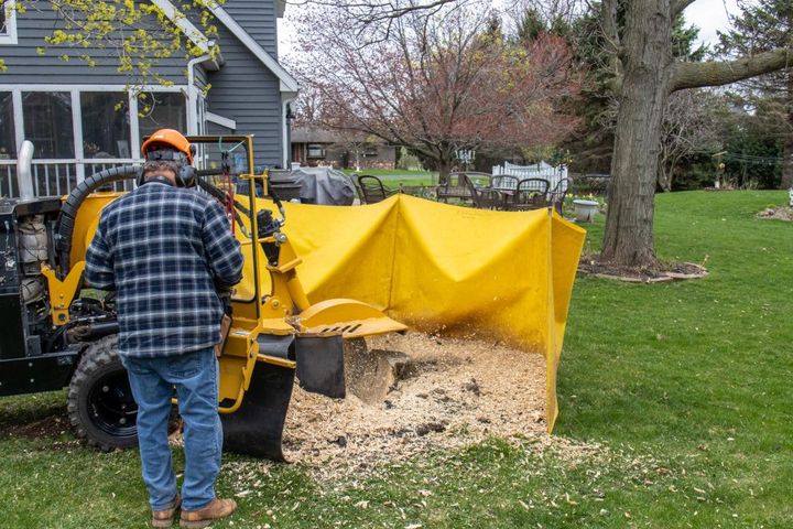 A man operating a stump grinder; wood chips flying into a yellow containment bag.