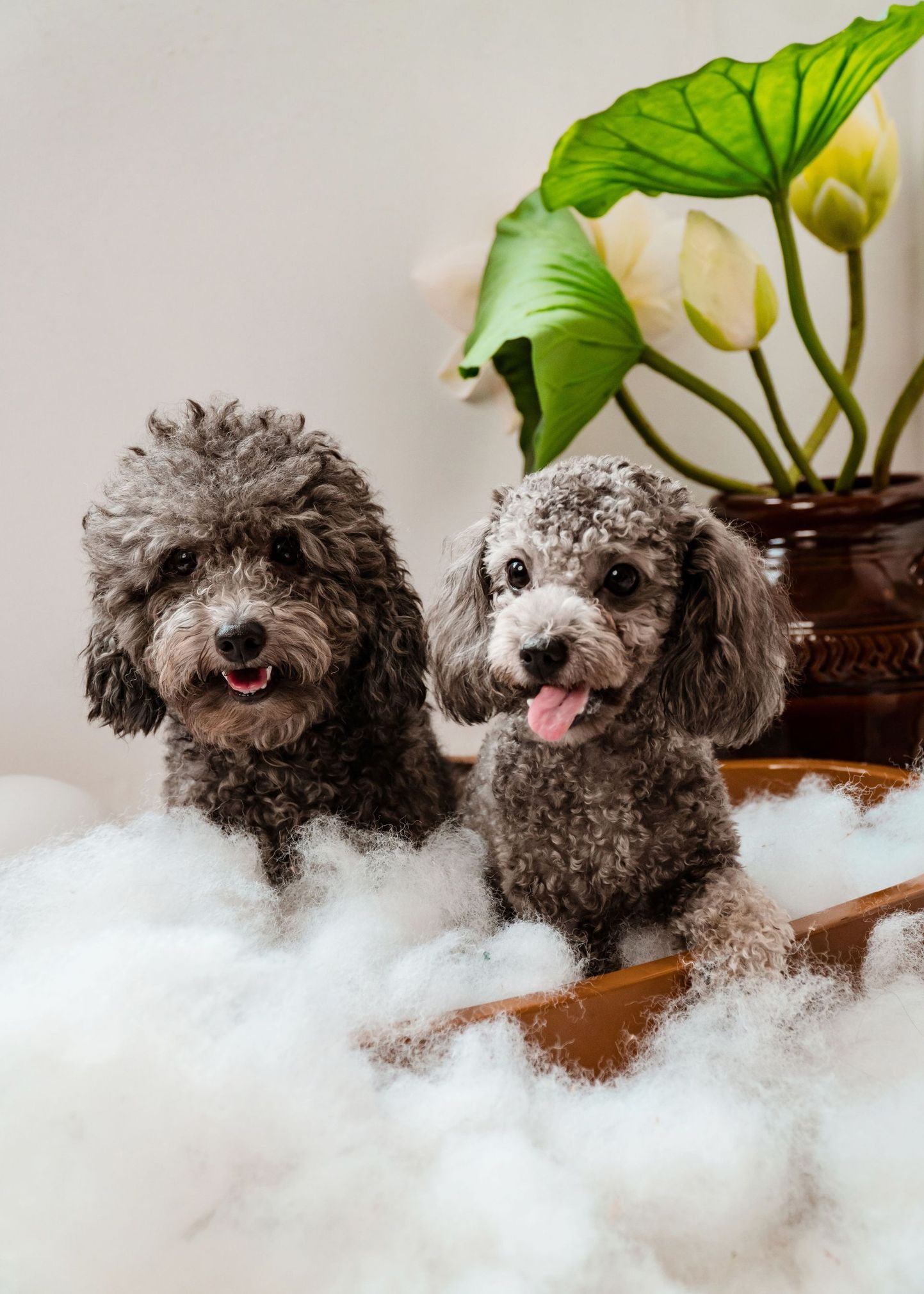 professional dog bath and shampoo service at Rocky Point Dog Grooming in Rocky Point, NY.
