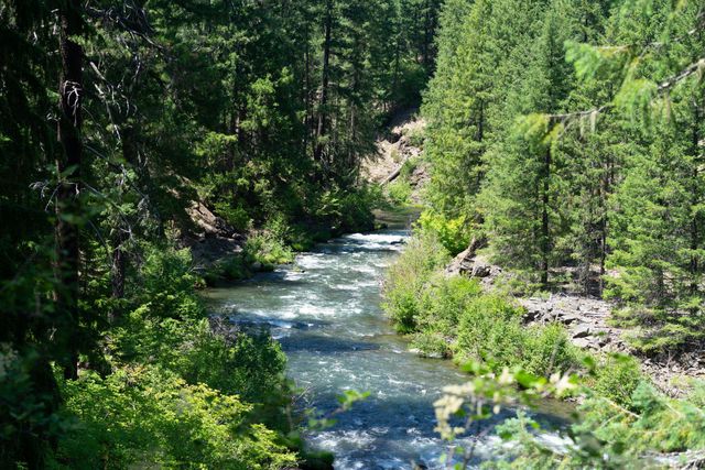 Sunlit river flowing through a dense green forest canyon