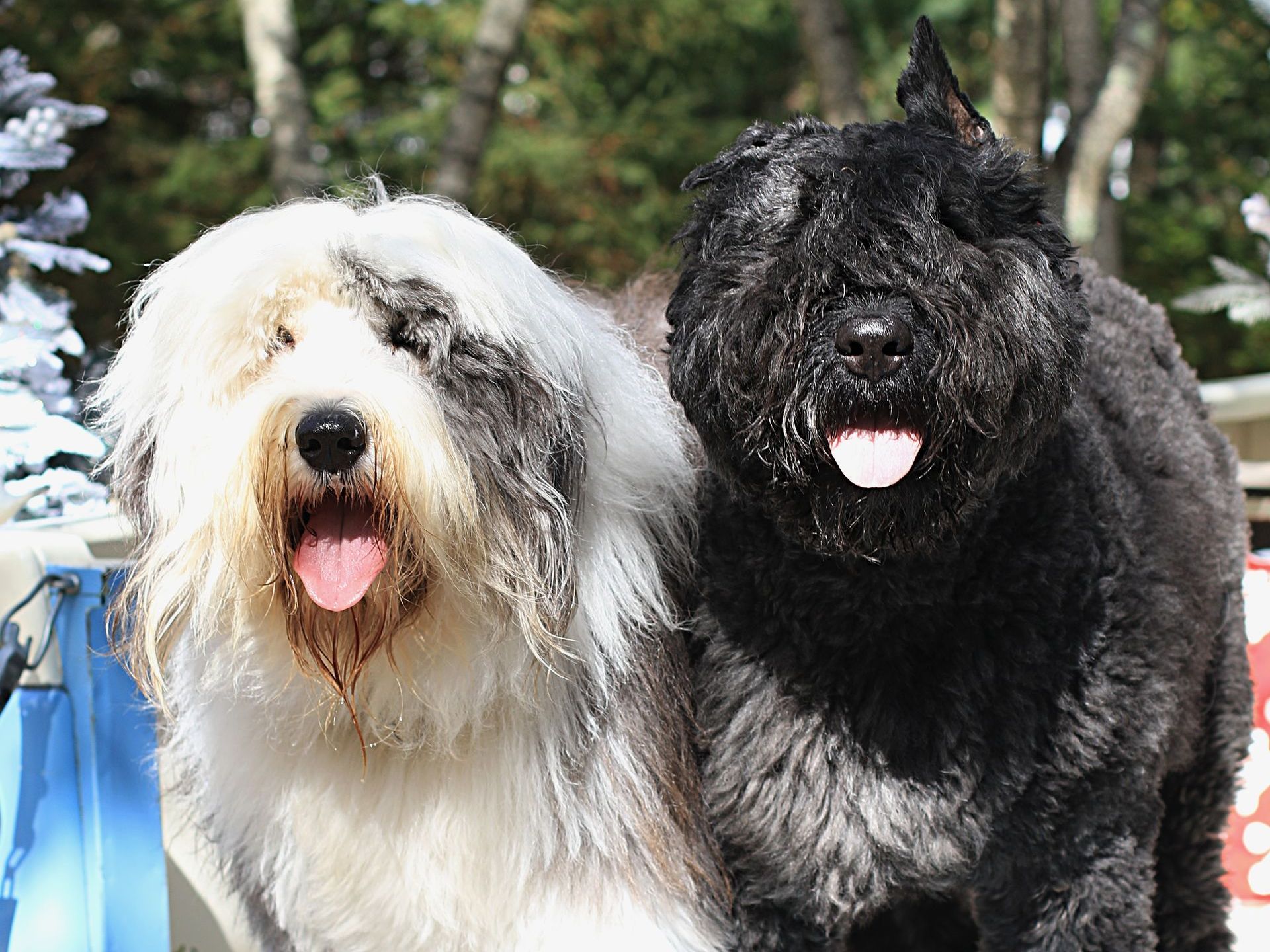 West Hartford DogWatch