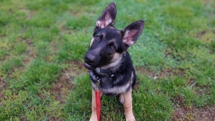 German Shepherd puppy with upright ears, black and tan fur, looking up, on grass.
