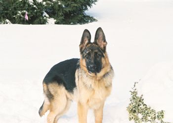 Frankie dogwatch customer