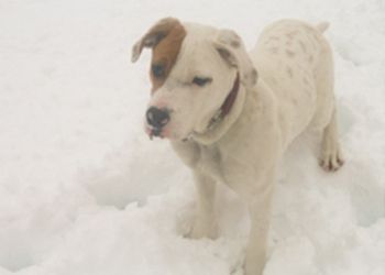 Dogwatch Central CT Review