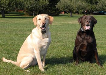 2 labs DogWatch CT review
