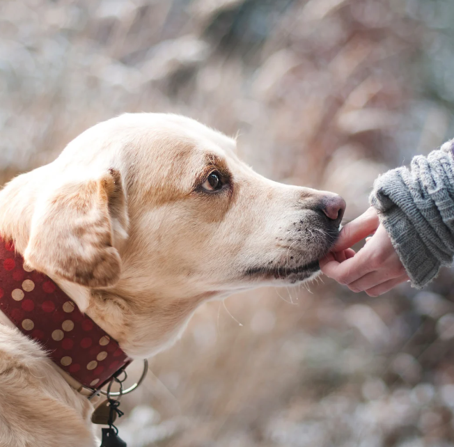 Yellow Labrador dog receives treat from person wearing a gray sweater; outdoors with blurred background.