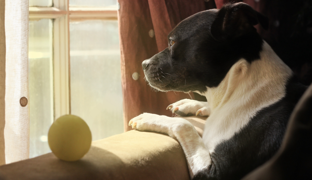 Dog in Window Dog in Window