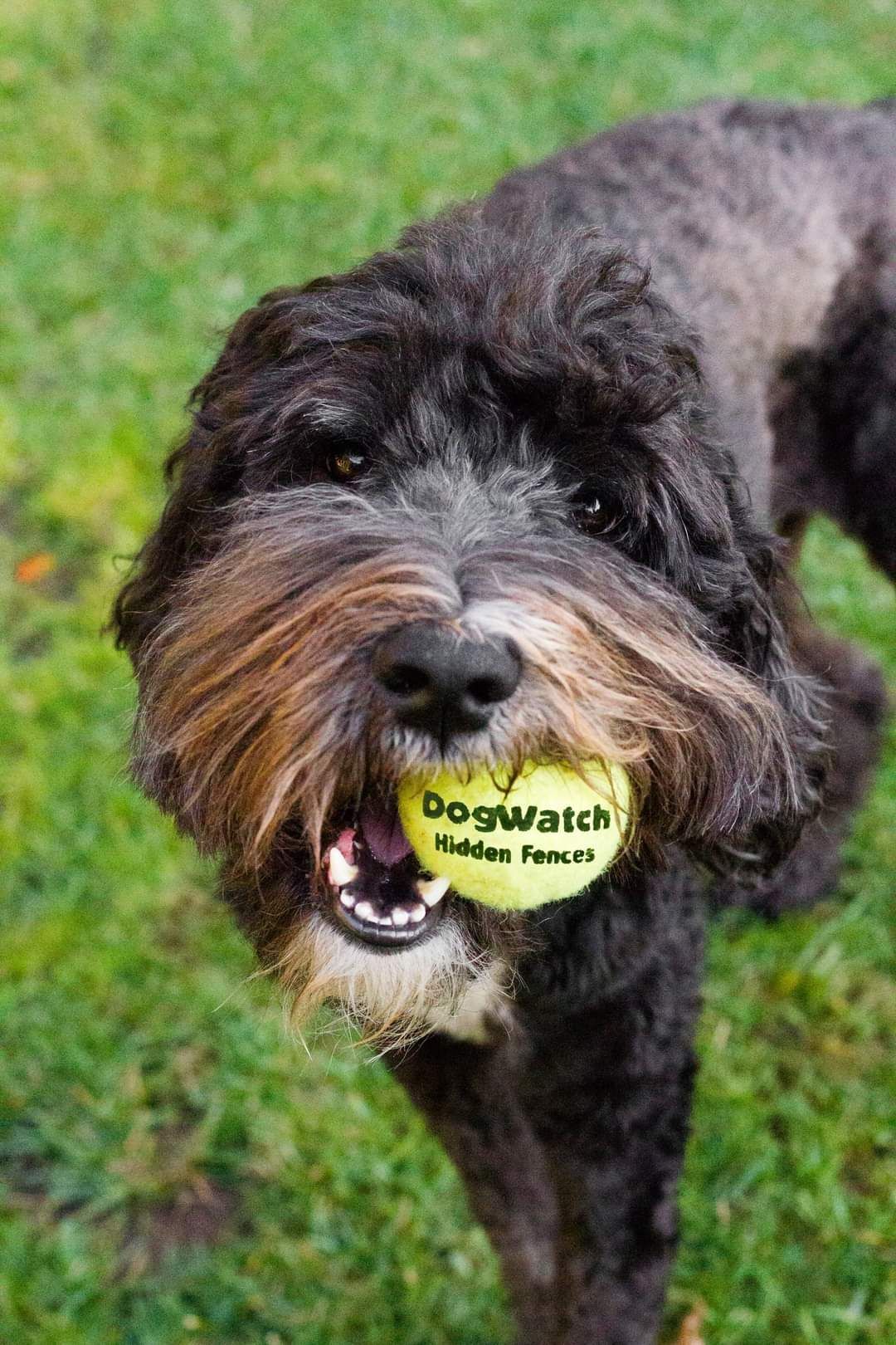 Southington DogWatch