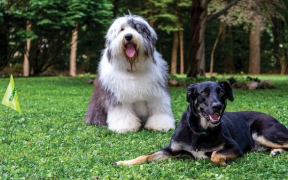 Your pet happiness