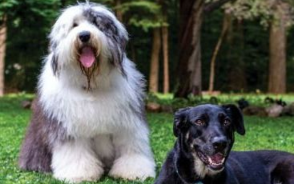 Your Pet's Happiness Your Pet's Happiness