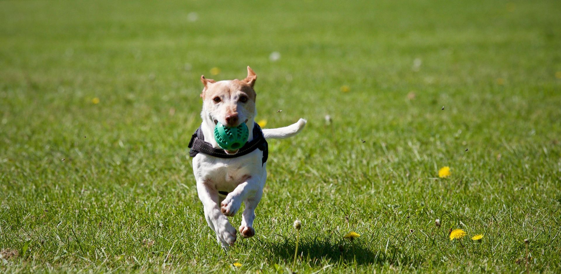 New Year Pet Safety Tips
