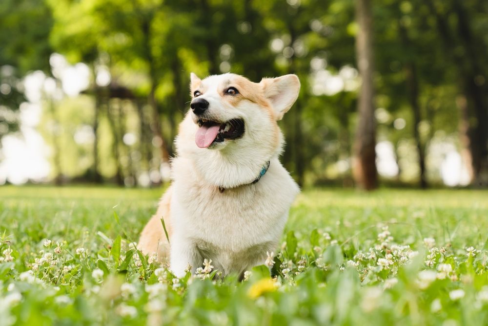 Keeping Your Dog Safe