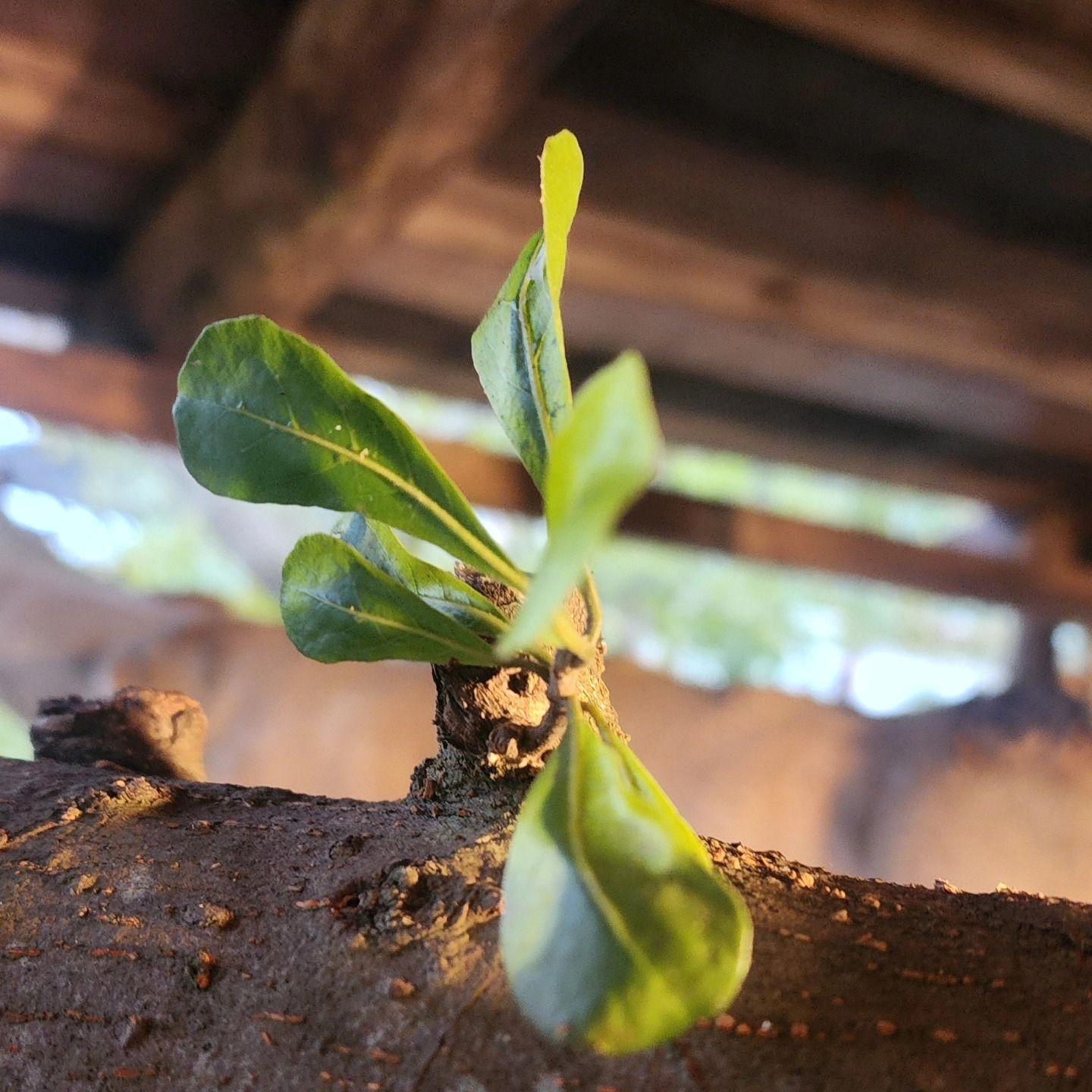 棕色的樹枝上冒出嫩綠的新葉，背景是木樑。