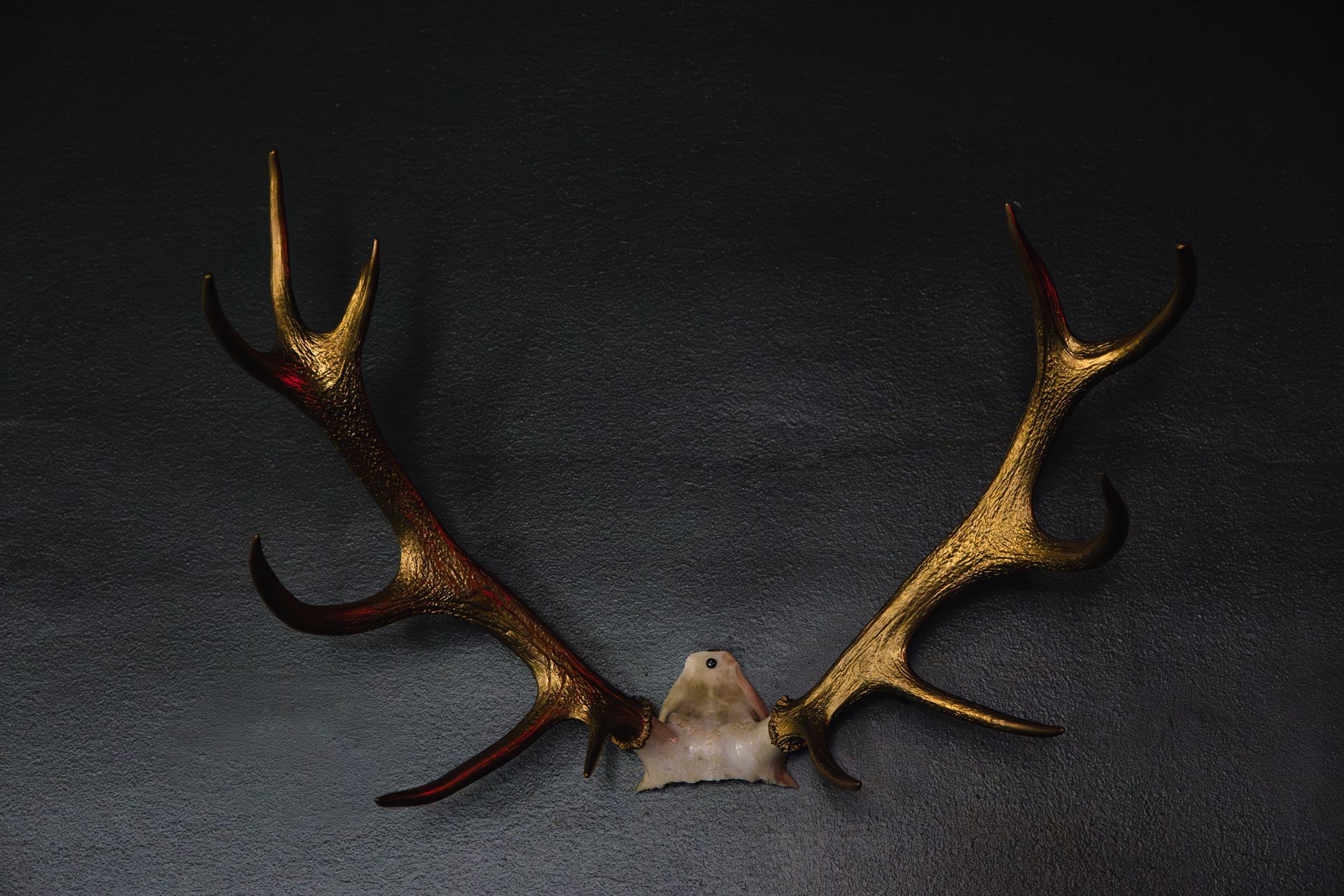 Deer antlers, gold-painted and mounted, against a dark, textured background.