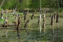 Tree stump and rocks beside a calm green riverbank with a fallen branch