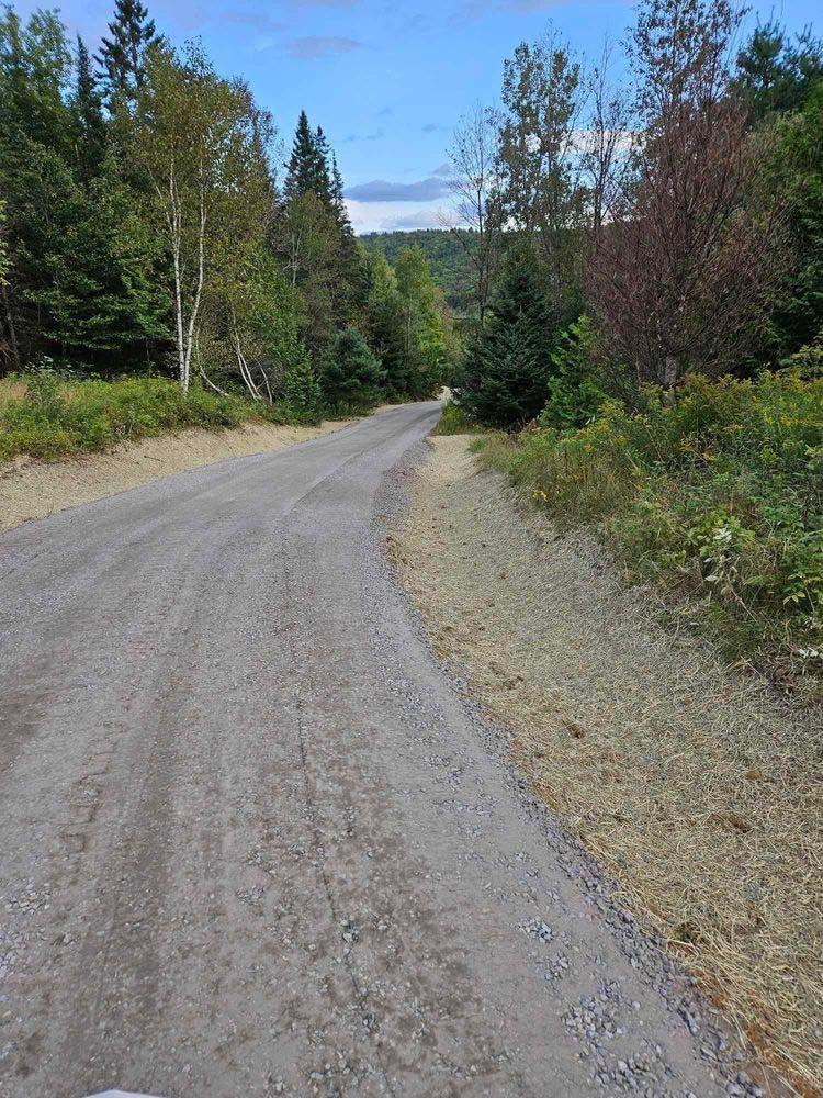 A dirt road going through a forest on a sunny day.