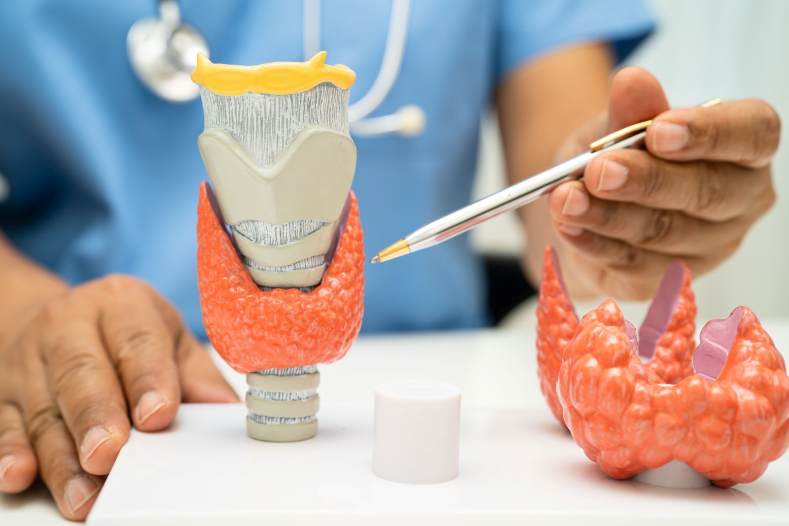 Doctor pointing to a thyroid model, explaining anatomy and medical information.