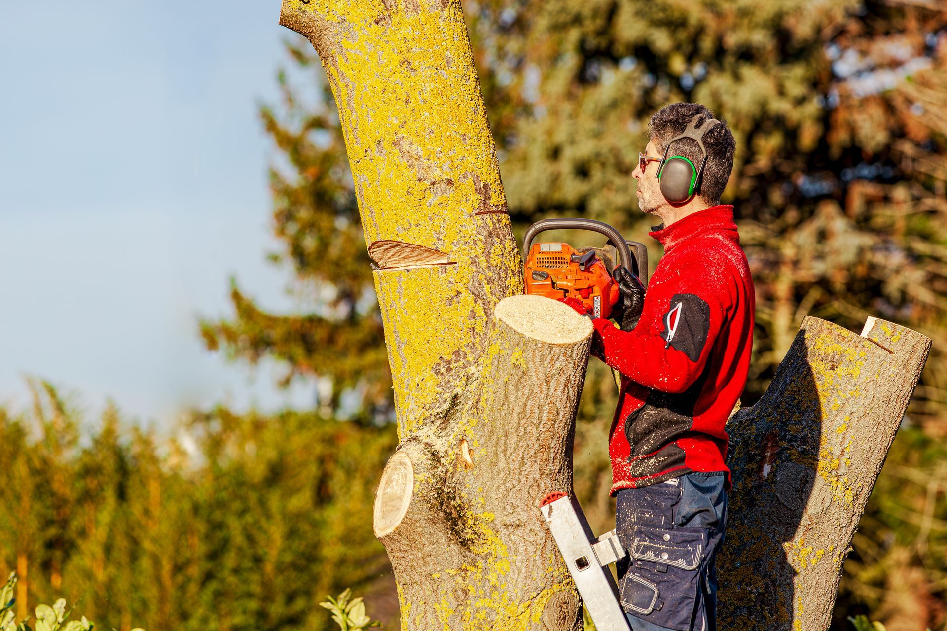 Commercial Tree Services Commercial Tree Services