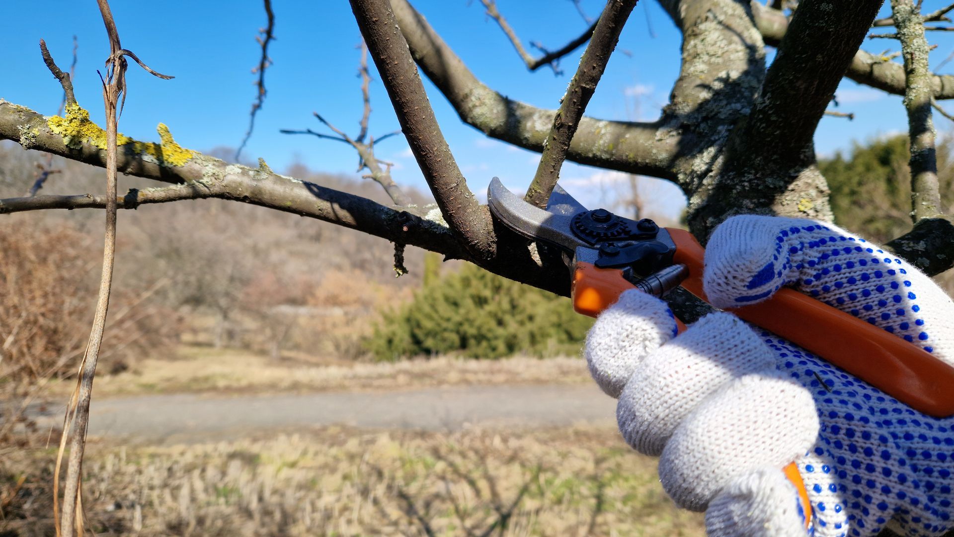 Close-up of a gardener using pruning shears for tree pruning on a branch to maintain tree health and structure.
