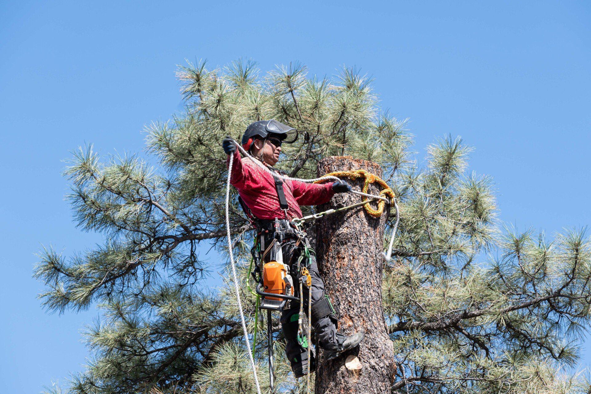 Tree Removal Services Tree Removal Services