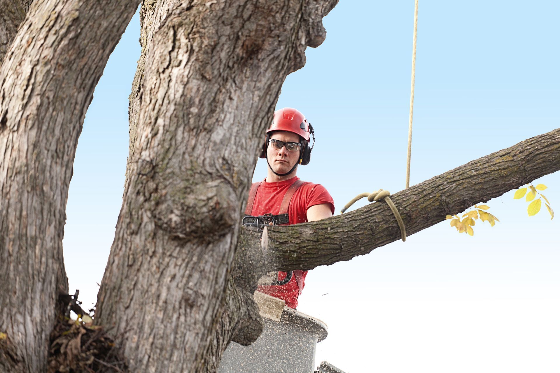 Commercial Tree Services