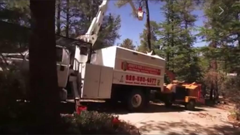 Tree service truck with chipper, cutting and grinding tree branches in a wooded area.
