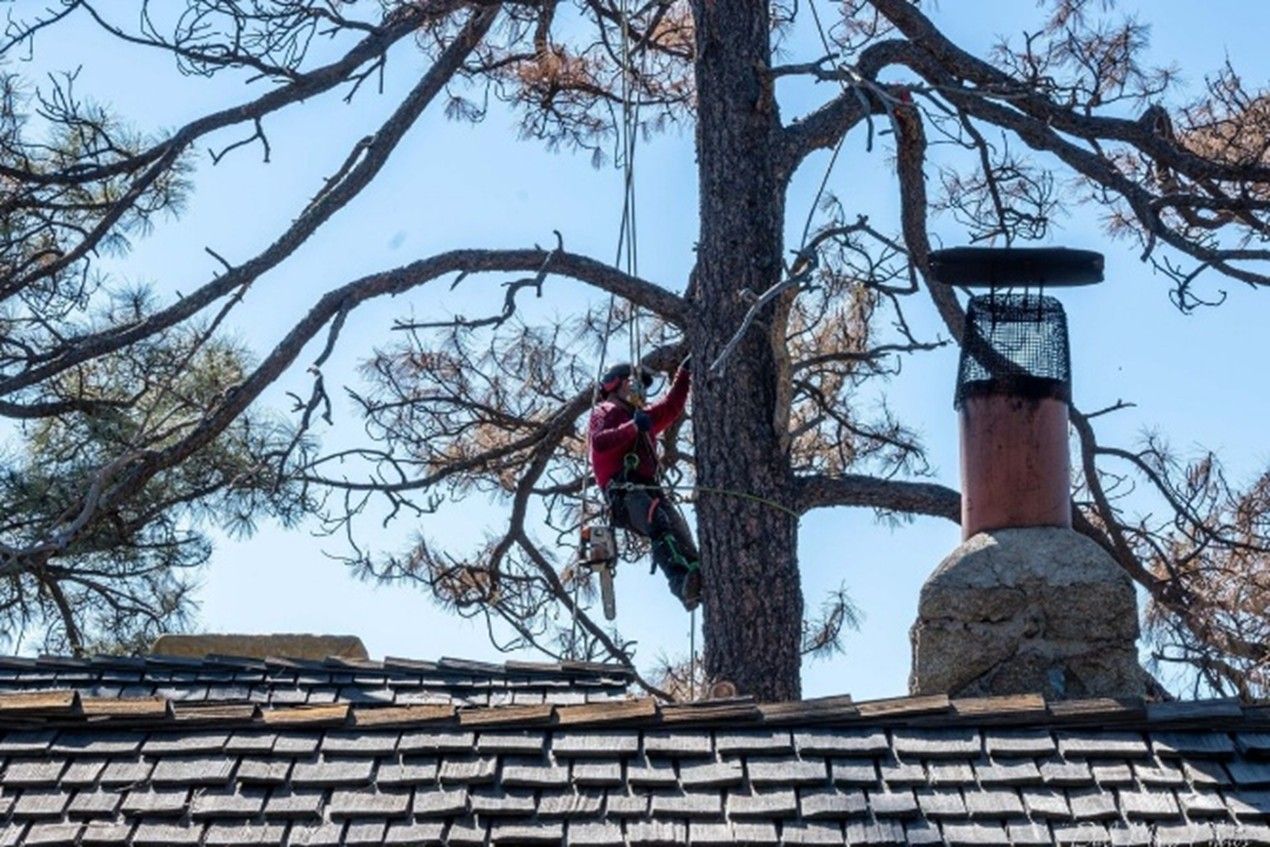 Tree Service Contractor