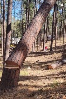 A partially cut pine tree leaning after a notch cut during controlled tree removal A partially cut pine tree leaning after a notch cut during controlled tree removal