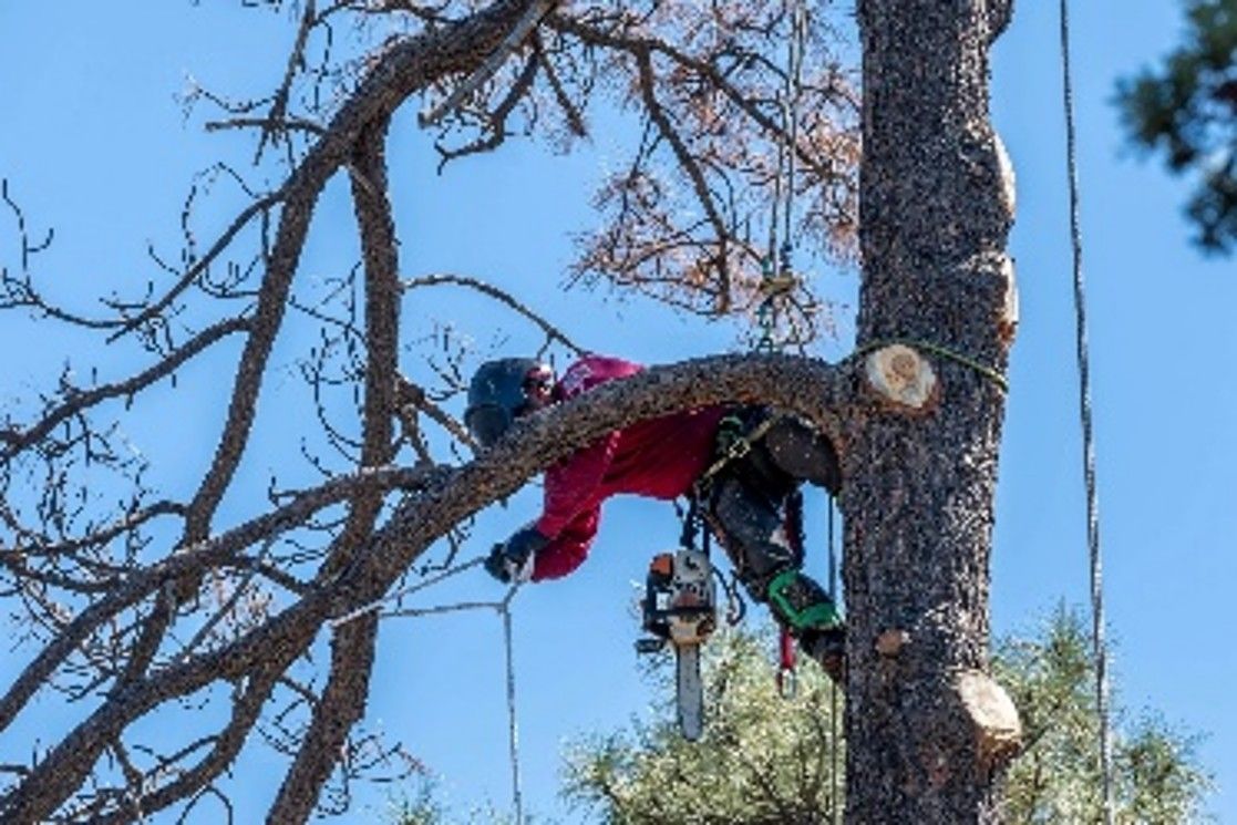 Arborist climbing tall tree with chainsaw on a clear day. Arborist climbing tall tree with chainsaw on a clear day.