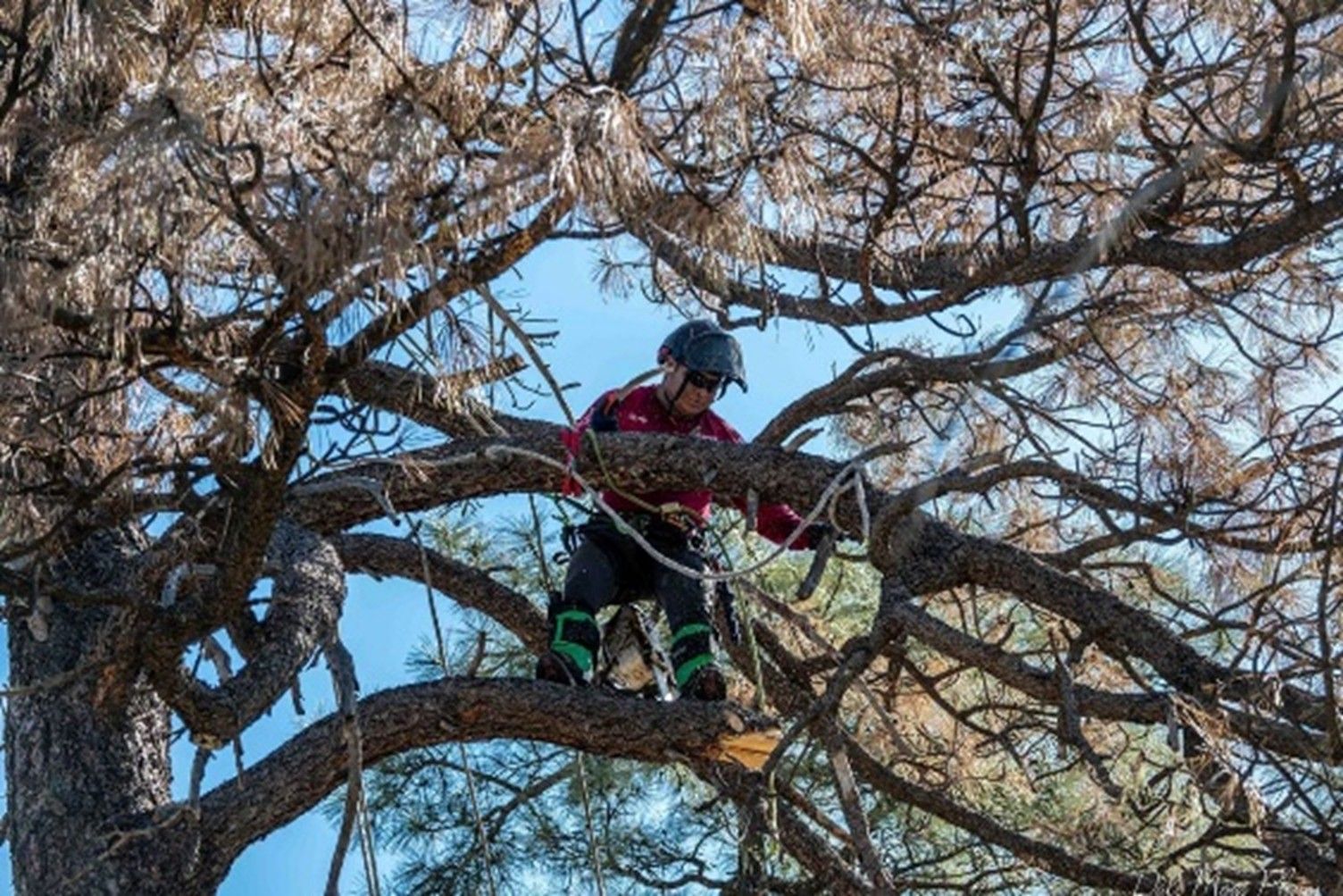 A person wearing safety gear climbing a large, leafless tree against a clear blue sky.