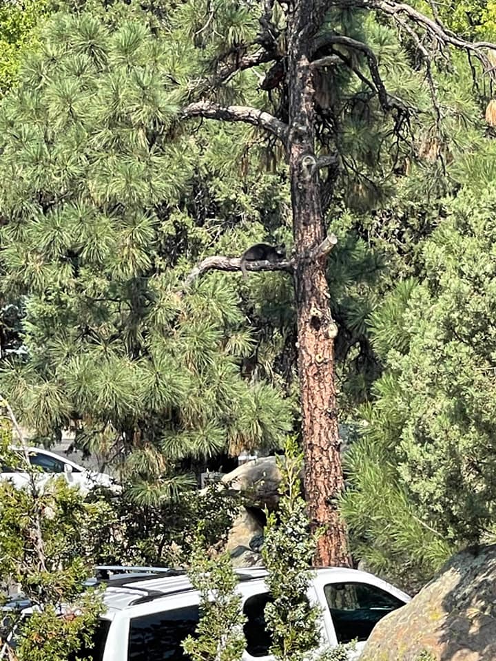 Cat On Top Of A Tree — Prescott, AZ — Jonny's Tree & Landscaping Co., LLC