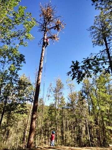 Tree service