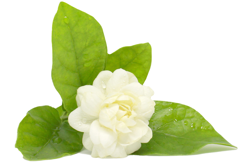 A White Flower with Green Leaves - Silverdale, WA - Pzazz Salon & Day Spa A White Flower with Green Leaves - Silverdale, WA - Pzazz Salon & Day Spa