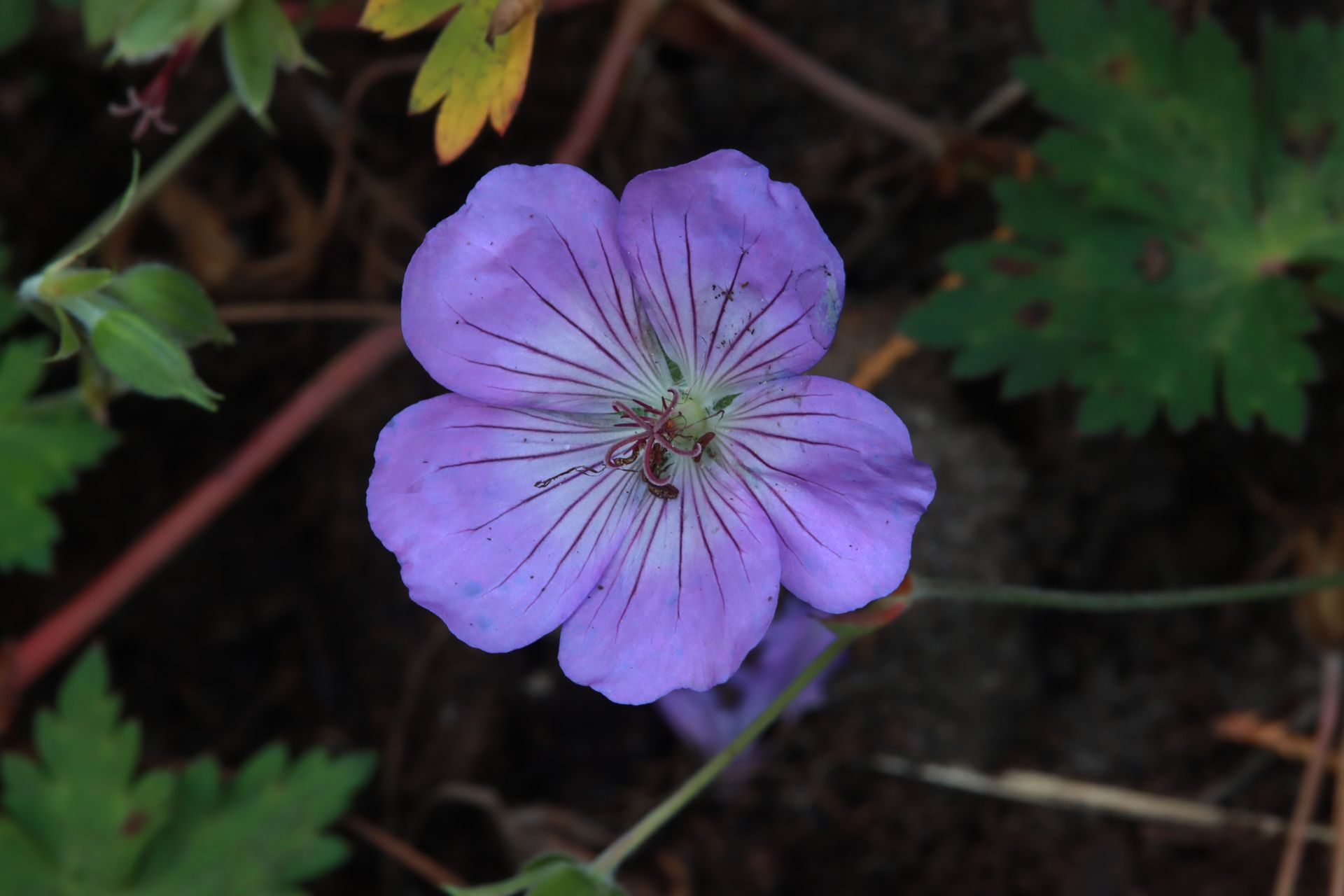 Geranium collectie