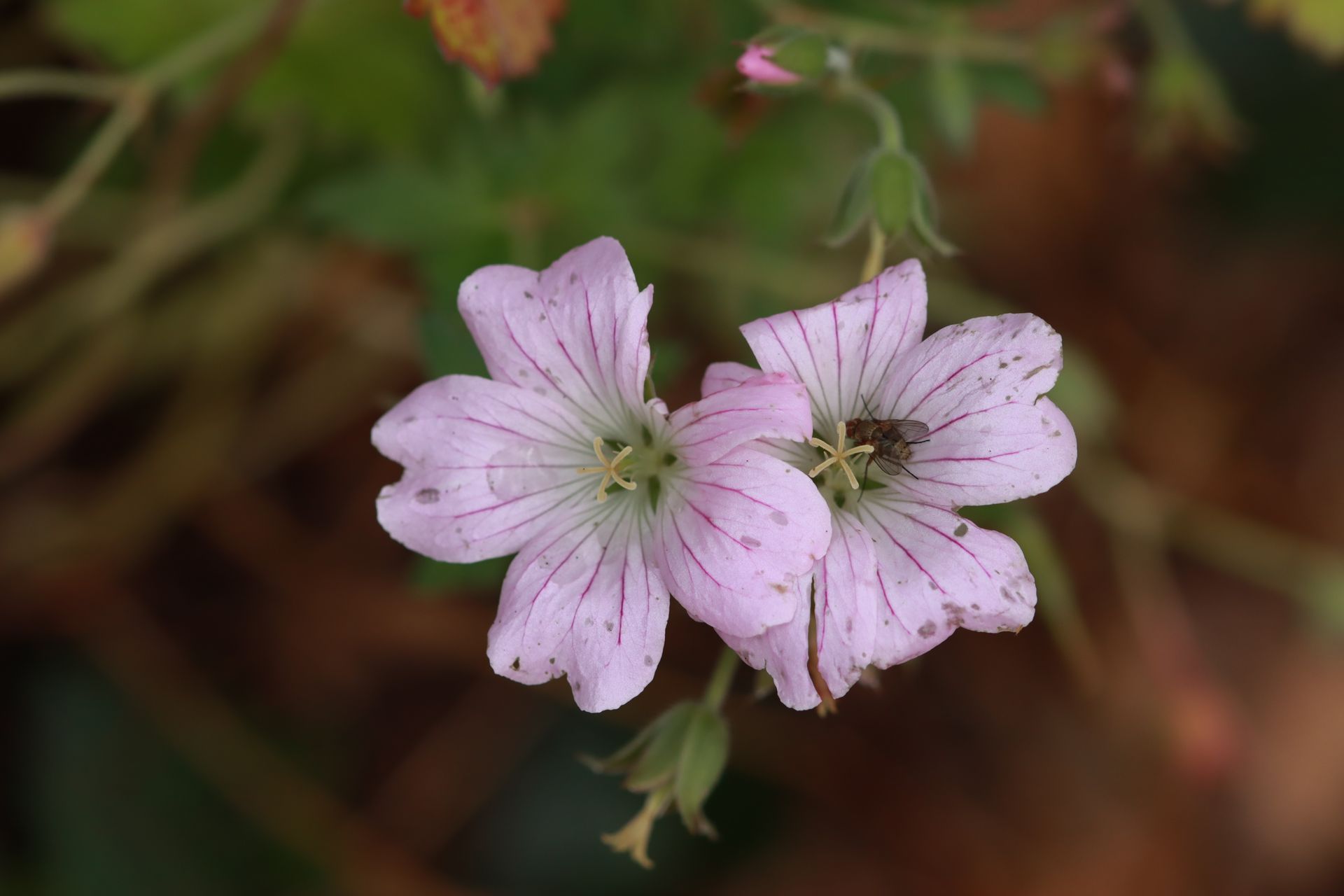 Geranium collectie
