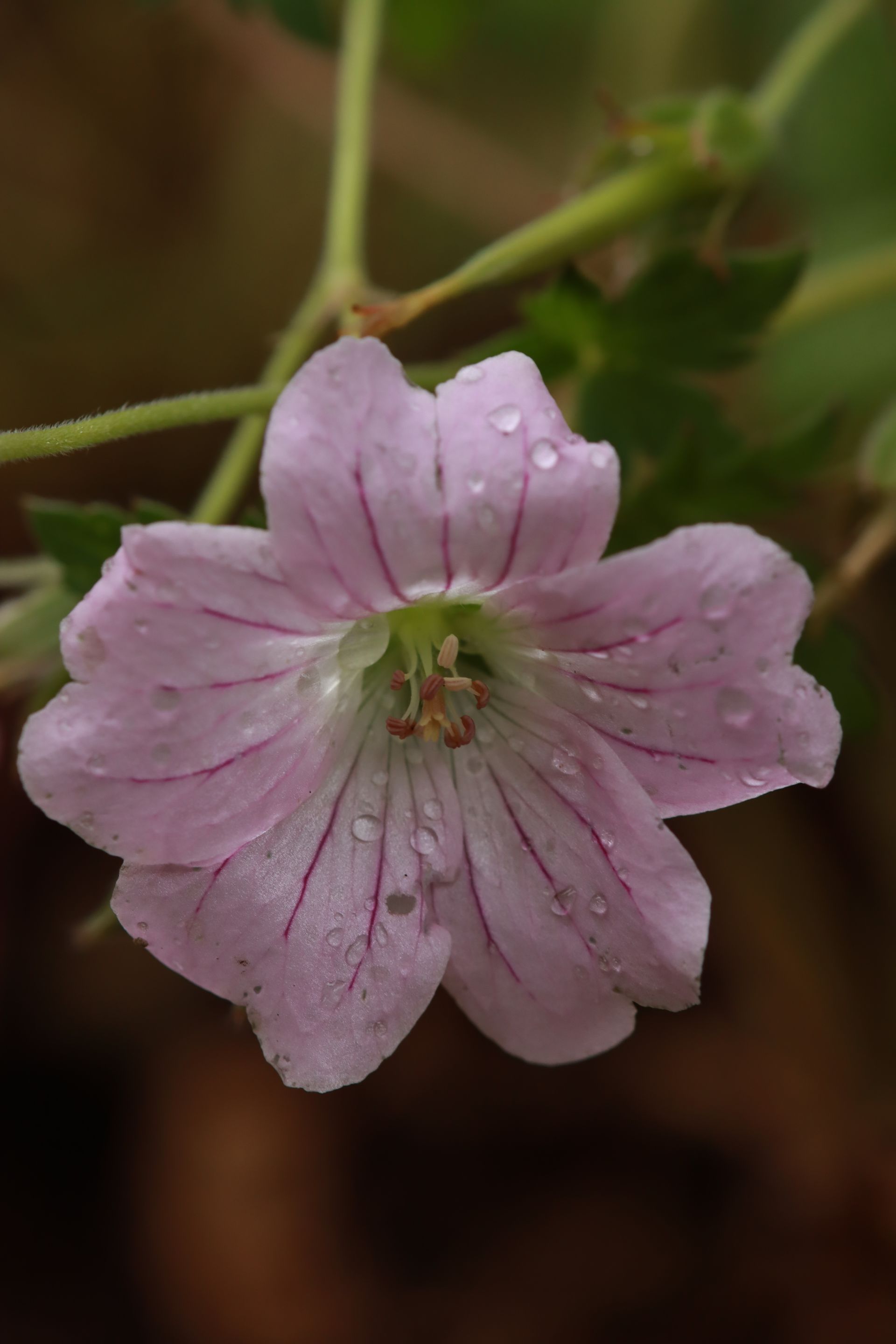 Geranium collectie