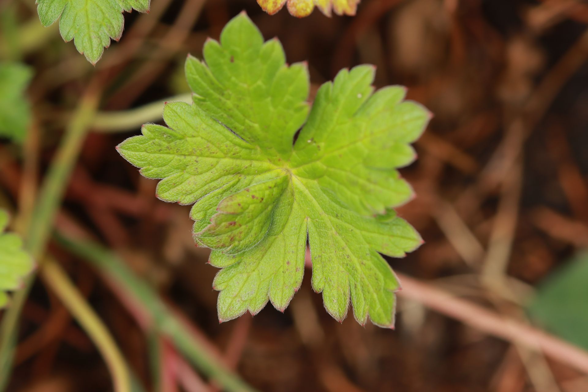 Geranium collectie