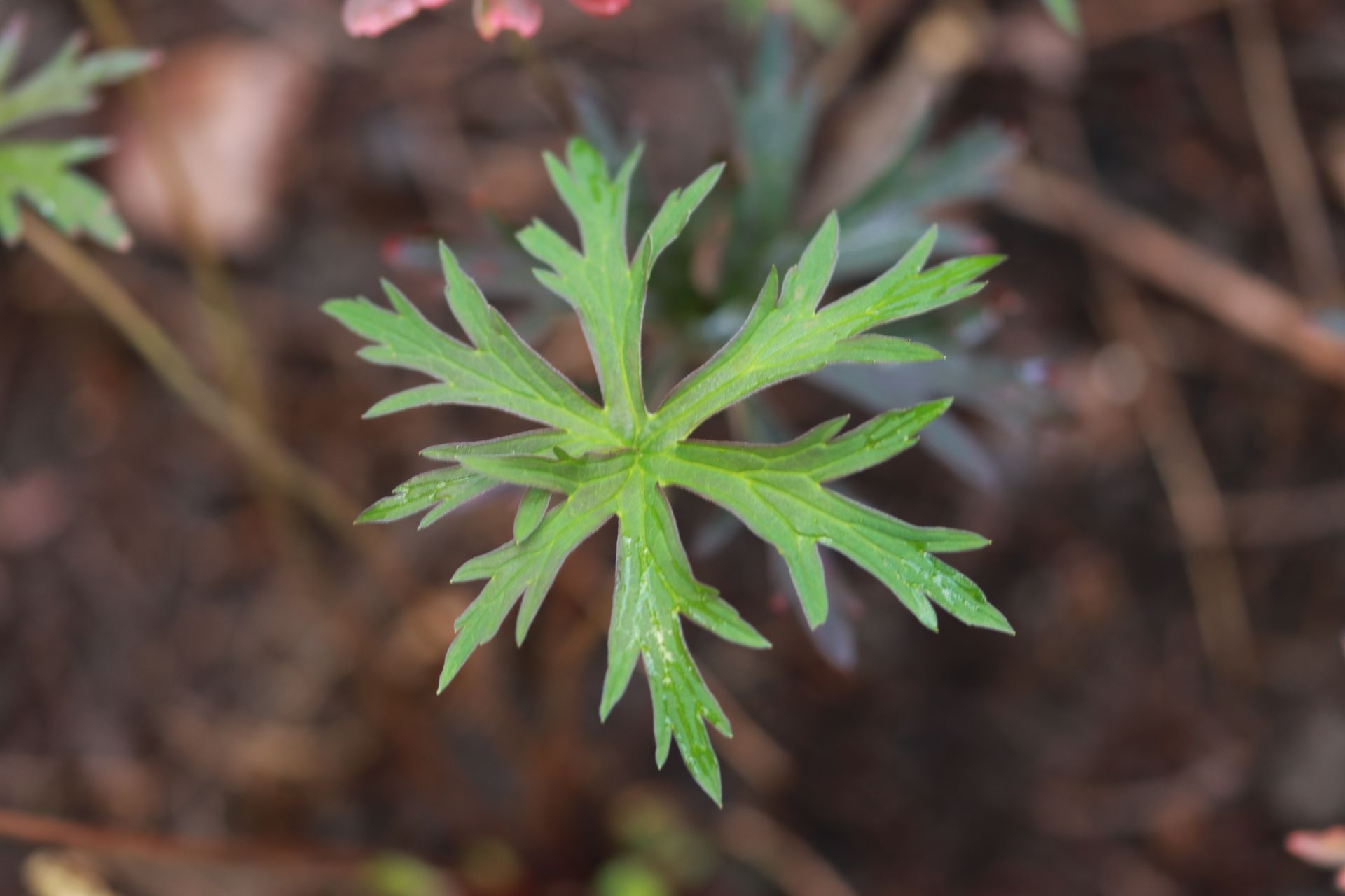 Geranium collectie