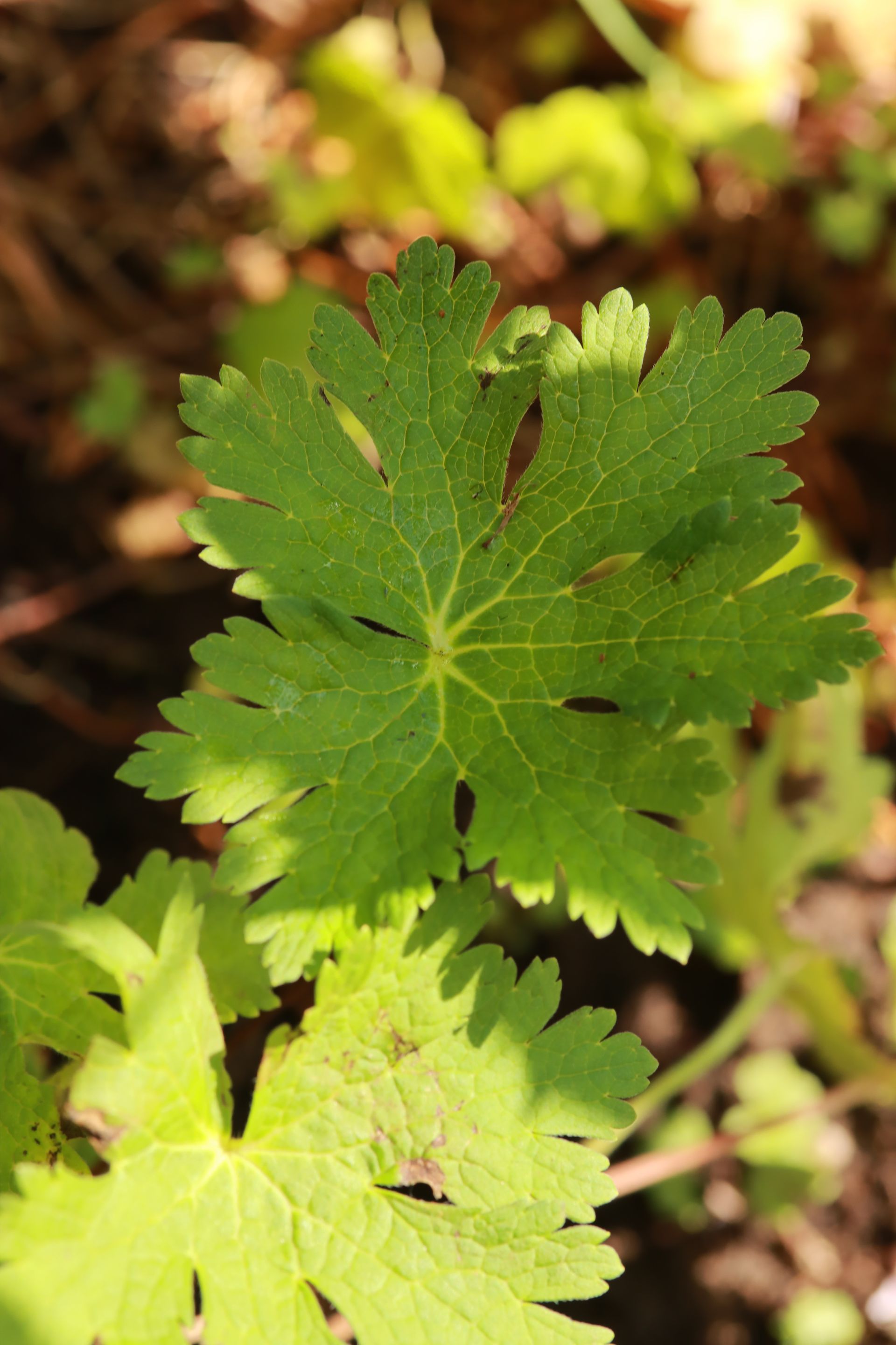 Geranium collectie