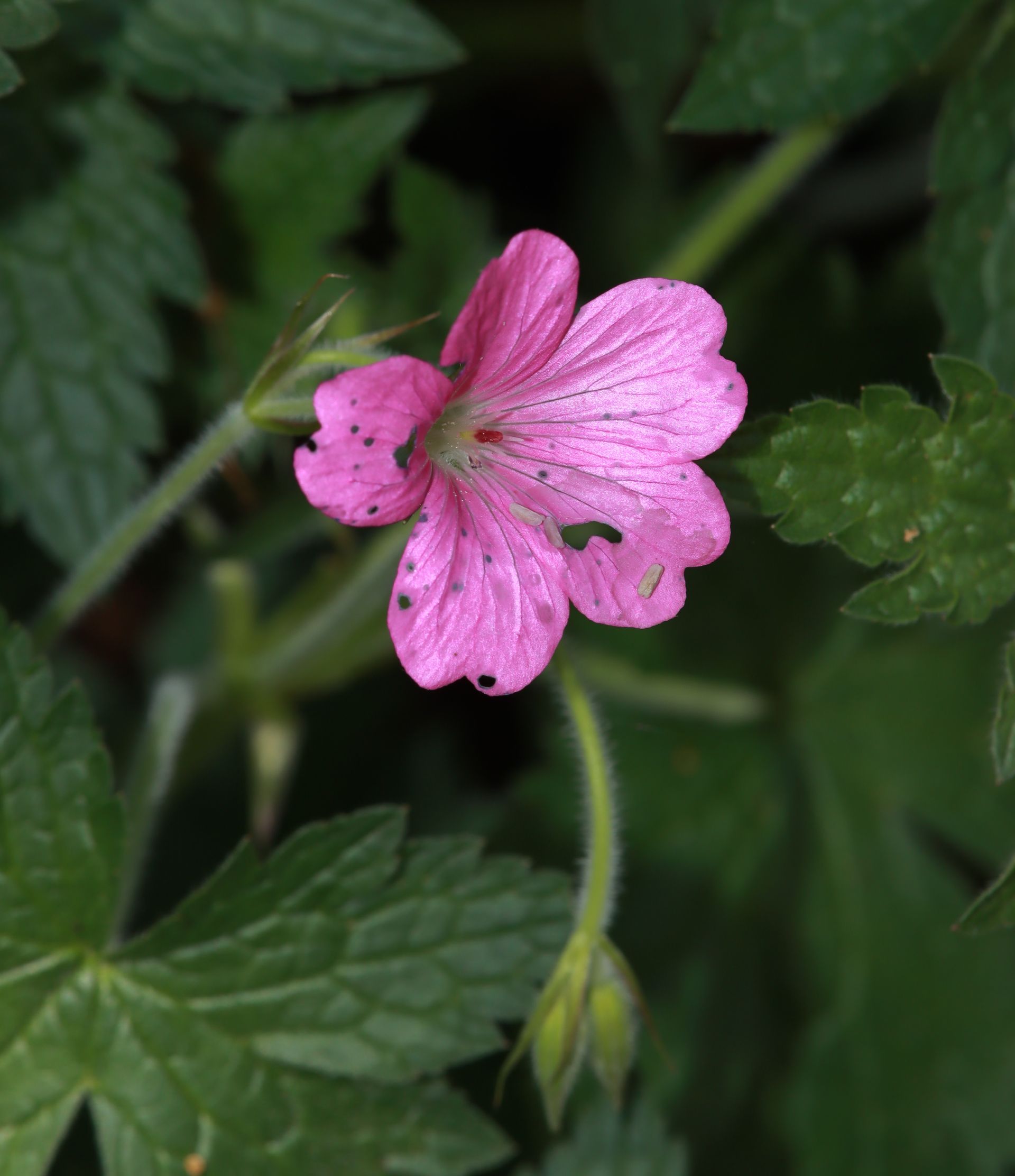 Geranium collectie
